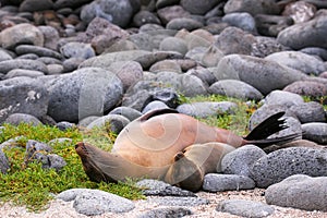 Mother and baby Galapagos sea lions lying on North Seymour Island, Galapagos National Park, Ecuador
