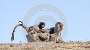 Mother with Baby Gelada