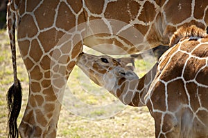 Mother and baby Giraffe