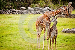 Mother and baby giraffe