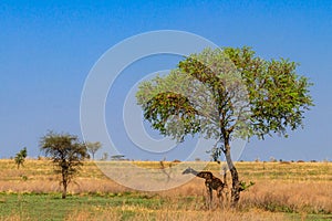 Mother and baby giraffe (Giraffa camelopardalis) in Serengeti national park, Tanzania