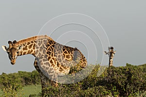 Mother and baby giraffe in the Maasai Mara