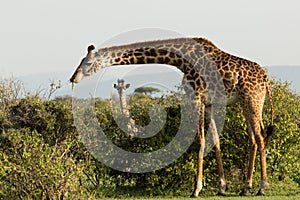 Mother and baby giraffe in the Maasai Mara