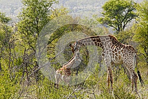 Mother and baby giraffe in natural bush