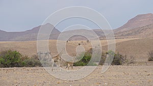 Mother and baby giraffe together on a dry savanna