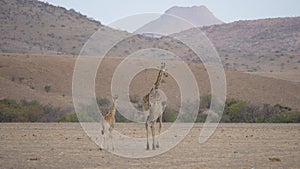 Mother and baby giraffe walking together on a dry savanna