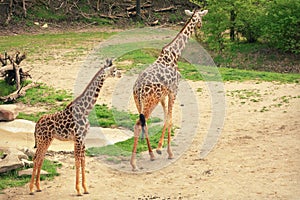 Mother and Baby Giraffes