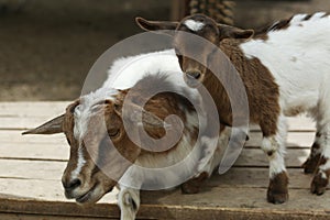 mother and baby goat on summer farm background