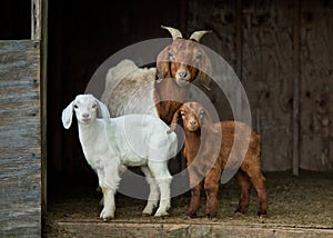 Mother and Baby Goats in Shed on the Farm