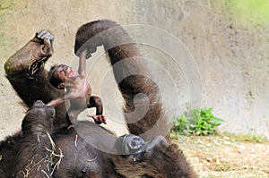 Mother & Baby Gorilla photo