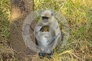 Mother and Baby Gray Langur in Grass