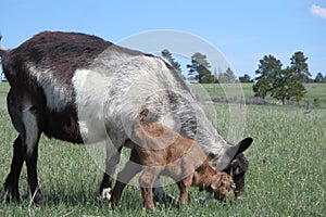 Mother and baby grazing.