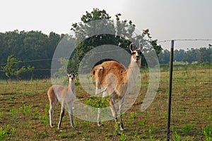 A mother and a baby guanacos standing in the grassland