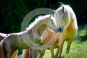 Mother and baby of Haflinger horses