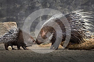 Mother and baby hedgehog Hystrix brachyura.