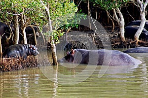 Mother and Baby Hippo photo