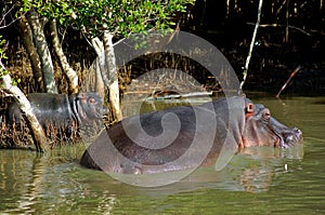 Mother and Baby Hippo photo