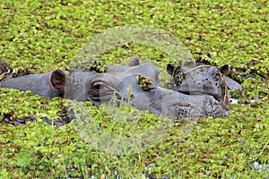 Mother and baby hippo in the Okavango Delta of Botswana. photo