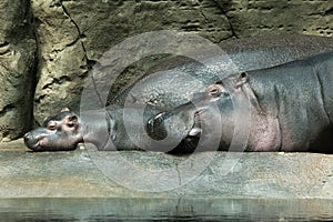 Mother and baby hippopotamus