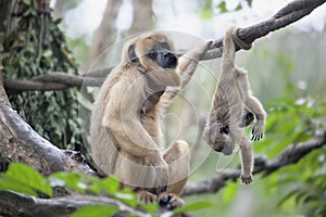 Mother and Baby Howler Monkey