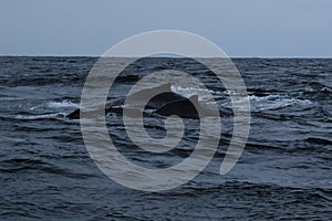 A mother and baby humback whale, megaptera novaeagliae