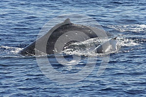 Mother and Baby Humpback Whales