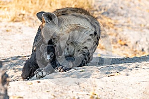 Mother and Baby Hyena at their whole interacting in botswana in Afrika at Moremi