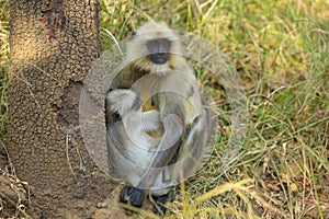 Mother and Baby Indian Langur