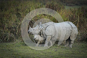 Mother and baby Indian Rhinoceros  at kazhiranga National park, Assam