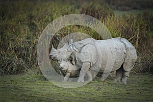 Mother and baby Indian Rhinoceros  at kazhiranga National park, Assam photo
