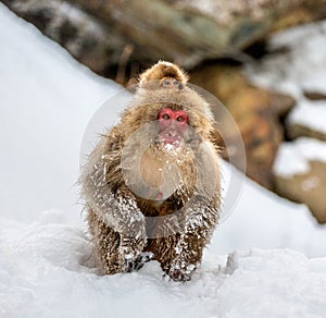 Mother with a baby Japanese macaque sitting in the snow.