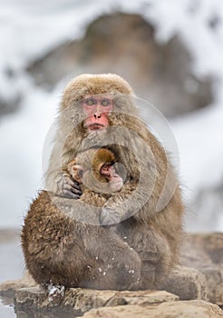 Mother with a baby Japanese macaque sitting in the snow.