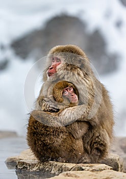 Mother with a baby Japanese macaque sitting in the snow.