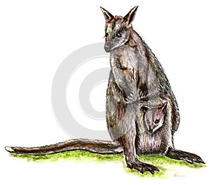 Mother with Baby Joey Kangaroos Illustration