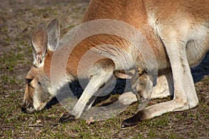 Mother and baby kangaroo