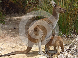 Mother and baby kangaroo