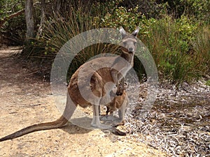 Mother and baby kangaroo