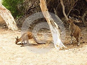 Mother and baby kangaroo