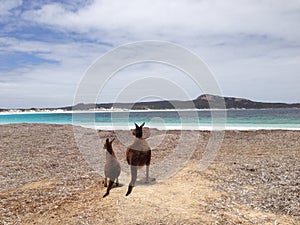 Mother and baby kangaroo at the beach