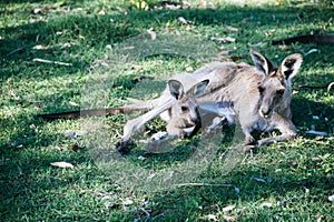 Mother and baby kangaroo lying on the grass