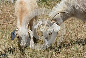 Mother and baby kid kiko goats