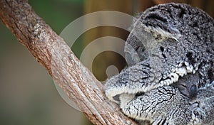 Mother and baby Koala portrait