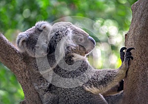 Mother and baby koalas. photo