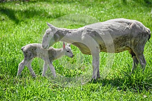 Mother and Baby Lamb Bonding in Pasture