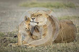 Mother and baby lion cub in Ngorongoro in Tanzania