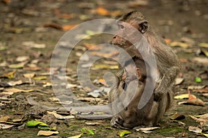 Mother and baby long-tailed macaque look left