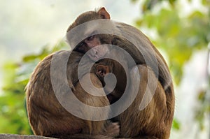 Mother and Baby Macaque - Monkey