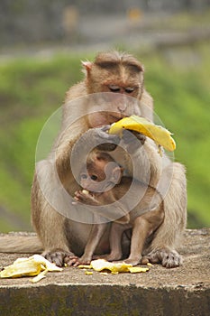 Mother and baby monkey, Bonnet Macacuq, eating Banana. Maharashtra