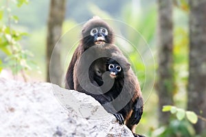 Mother and baby monkey or dusky langur was watching the forest