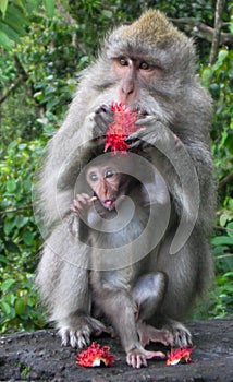 Mother and Baby Monkey Enjoying Red Dragon Fruit.